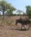620 Zebra Og Andre Dyr Kan Frit Vandre Mellem Forskellige Lande Kruger N.P. Sydafrika Anne Vibeke Rejser 1