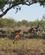 630 Impalaer Ses Overalt Kruger N.P. Sydafrika Anne Vibeke Rejser 4