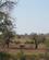 632 Vandbukke Kruger N.P. Sydafrika Anne Vibeke Rejser 1