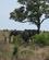 640 Elefanter Soeger Skygge Kruger N.P. Sydafrika Anne Vibeke Rejser