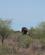 641 Elefant Moedes Med De Andre Kruger N.P. Sydafrika Anne Vibeke Rejser 3