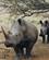 650 Naesehorn Som Kun Nogle Saa Kruger N.P. Sydafrika Anne Vibeke Rejser 10