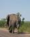680 Elefant I Vejkanten Kruger N.P. Sydafrika Anne Vibeke Rejser 4