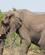 681 Elefanten Traekker Til Siden Og Ind I Bushen Kruger N.P. Sydafrika Anne Vibeke Rejser 5