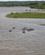 720 En Gruppe Flodheste Olifants River Sydafrika Anne Vibeke Rejser IMG 1446