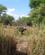 730 Afrikansk Boeffel Olifants River Sydafrika Anne Vibeke Rejser IMG 1434