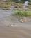 750 Krokodillen Er Lynhurtig I Vandet Olifants River Sydafrika Anne Vibeke Rejser IMG 1475