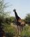 760 Giraf Ved Floden Olifants River Sydafrika Anne Vibeke Rejser Scan0002