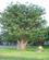780 700 Aarigt Baobabtrae Phalaborwa Sydafrika Anne Vibeke Rejser 21