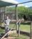 802 Ranger Viser Omkring Paa Rehabiliteringscentret Moholoholo Hoedspruit Sydafrika Anne Vibeke Rejser IMG 1386