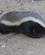 830 Honninggraevling Moholoholo Hoedspruit Sydafrika Anne Vibeke Rejser IMG 1392