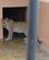 840 Vild Leopard Som Igen Saettes Ud I Naturen Moholoholo Hoedspruit Sydafrika Anne Vibeke Rejser 6