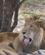 850 Tandloes Cirkusloeve Moholoholo Hoedspruit Sydafrika Anne Vibeke Rejser IMG 1408