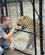 860 Tam Og Stor Leopard Moholoholo Hoedspruit Sydafrika Anne Vibeke Rejser Scan 3