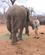 960 Kom Taet Paa Elefant Med Unge Tshukudu Game Lodge Sydafrika Anne Vibeke Rejser 1