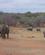 970 Elefanter Og Naesehorn Tshukudu Game Lodge Sydafrika Anne Vibeke Rejser 3