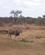 980 Eland Verdens Stoerste Antilope Tshukudu Game Lodge Sydafrika Anne Vibeke Rejser IMG 1742