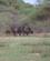 206 Gnuer I Bushen Balule River Lodge Phalaborwa Sydafrika Anne Vibeke Rejser PICT0008