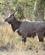 221 Nyala Balule River Lodge Phalaborwa Sydafrika Anne Vibeke Rejser PICT0026