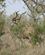 224 Kudo Balule River Lodge Phalaborwa Sydafrika Anne Vibeke Rejser PICT0110