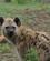 634 Plettet Hyaene Kruger N.P. Sydafrika Anne Vibeke Rejser PICT0160