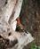 666 Haerfugl Kruger N.P. Sydafrika Anne Vibeke Rejser PICT0058