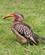 667 Naesehornsfugl Kruger N.P. Sydafrika Anne Vibeke Rejser PICT0055