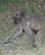 669 Bavian Med Uge Kruger N.P. Sydafrika Anne Vibeke Rejser PICT0226