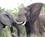 100 Elefanter Kruger N.P.Sydafrika Anne Vibeke Rejser PICT0061