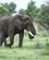 101 Elefant Kruger N.P. Sydafrika Anne Vibeke Rejser PICT0182