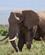 150 Elefant Serengeti Tanzania Anne Vibeke Rejser DSC00101