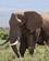150 Elefant Serengeti Tanzania Anne Vibeke Rejser DSC00101