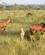 530 Topier Med Kalve Queen Elizabeth N.P. Uganda Anne Vibeke Rejser PICT0303