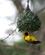 561 Maskevaeverfugl Ishasha Wilderness Camp Queen Elizabeth N.P. Uganda Anne Vibeke Rejser PICT0358