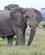 580 Elefant Paa Savannen Queen Elizabeth N.P. Uganda Anne Vibeke Rejser PICT0436