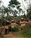 402 Buhoma Homestead I Bwindi Forest N.P. Uganda Anne Vibeke Rejser PICT0036