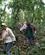 462 Vandring Gennem Regnskoven Bwindi Forest N.P. Uganda Anne Vibeke Rejser PICT0207