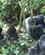 470 Bjerggorillagruppen Habinyanja Bwindi Forest N.P. Uganda Anne Vibeke Rejser PICT0134