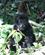 473 Nysgerrig Gorillaunge Bwindi Forest N.P. Uganda Anne Vibeke Rejser PICT0101