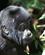 474 En Lille Vil Taet Paa De Besoegende Bwindi Forest N.P. Uganda Anne Vibeke Rejser PICT0106