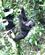 475 En Gorillaunge Vil Hellere Klatre I Traeerne Bwindi Forest N.P. Uganda Anne Vibeke Rejser PICT0124
