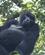 476 En Gorilla Traeet Over Os Bwindi Forest N.P. Uganda Anne Vibeke Rejser PICT0158