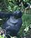 477 Kommer Du Ned Bwindi Forest N.P. Uganda Anne Vibeke Rejser PICT0204