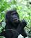 477 Voksen Gorilla Ser Til Bwindi Forest N.P. Uganda Anne Vibeke Rejser PICT0177