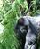 478 Den Store Silverback Viser Sig Bwindi Forest N.P. Uganda Anne Vibeke Rejser PICT0198