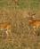 220 Ugandas Nationaldyr Uganda Kop Murchison Falls N.P. Uganda Anne Vibeke Rejser DSC03309
