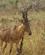 222 Koantilope Murchison Falls N.P. Uganda Anne Vibeke Rejser DSC03320