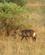 225 Vandbuk Murchison Falls N.P. Uganda Anne Vibeke Rejser DSC03295