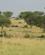 226 Giraf Paa Savannen Murchison Falls N.P. Uganda Anne Vibeke Rejser DSC03380