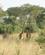 227 De Graciøse Giraffer Ses Flere Steder Murchison Falls N.P. Uganda Anne Vibeke Rejser DSC03383